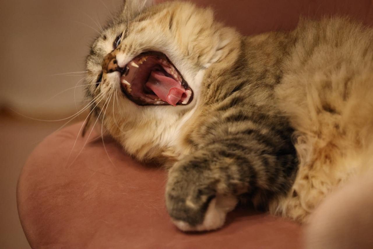 Cat yawning