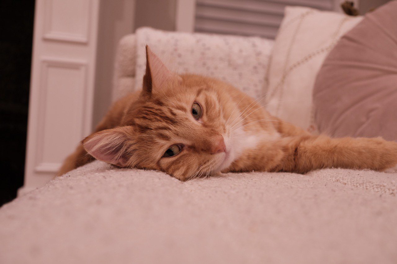 Orange cat relaxing