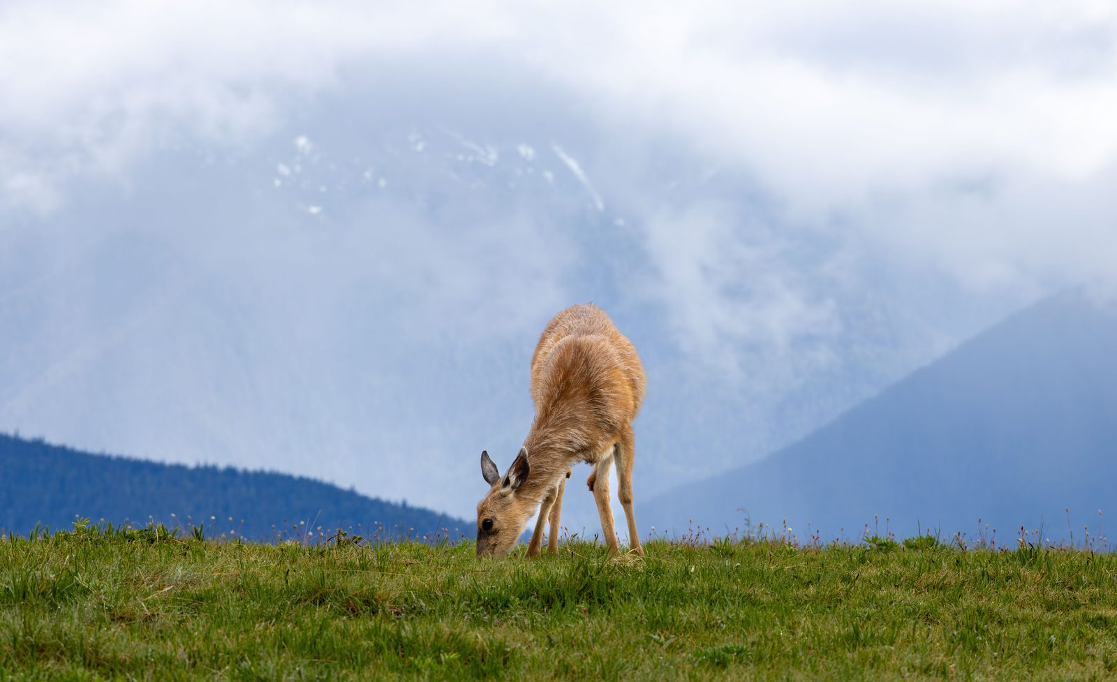 Deer on misty hilltop